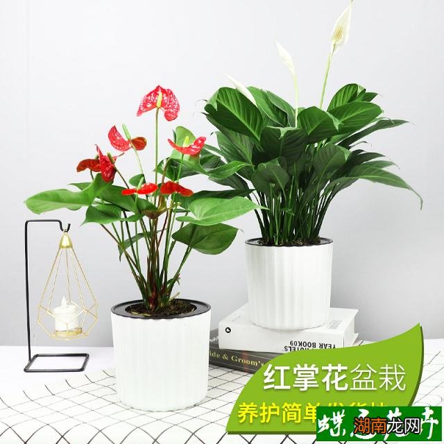 四季山茶花怎么养才能开花多