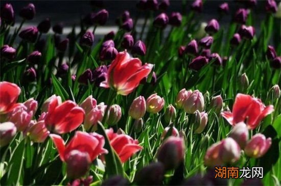代表财富的花有哪些?盘点八大常久财富花卉