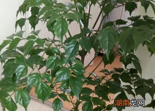 室内种什么树最好 房子里栽什么树风水好
