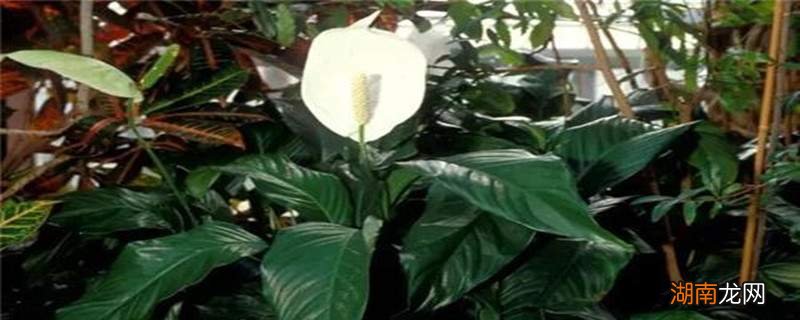 白鹤芋花期后如何进行养护呢?