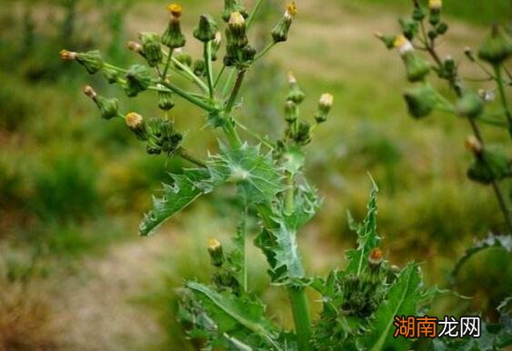 花叶滇苦菜是蒲公英吗
