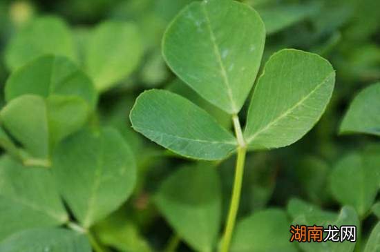 苜蓿的花语和寓意