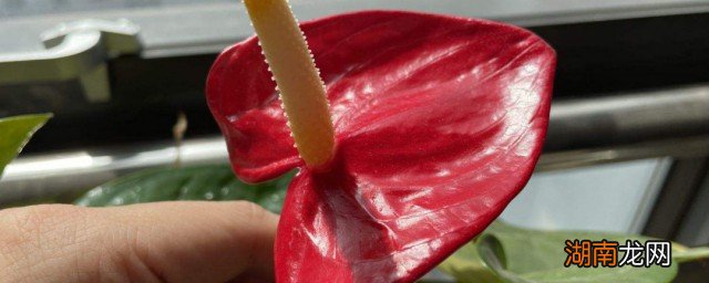 红掌花几天浇一次水 红掌花多久浇一次水