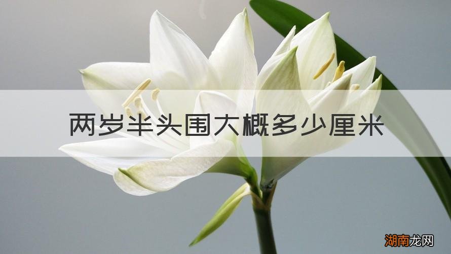 两岁半头围大概多少厘米