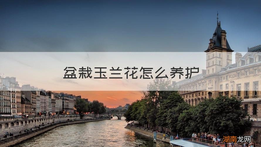 盆栽玉兰花怎么养护