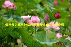 情感分为哪三种状态理智与情感的人物介绍